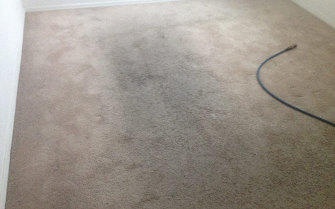 Amazing Carpet Cleaning Results, Phoenix AZ