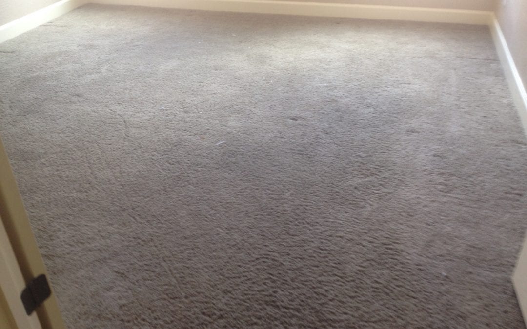 Carpets Look Fresh and Clean, Goodyear AZ