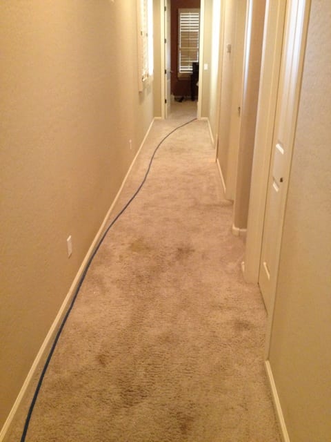 Amazing Carpet Cleaning Results, Buckeye AZ