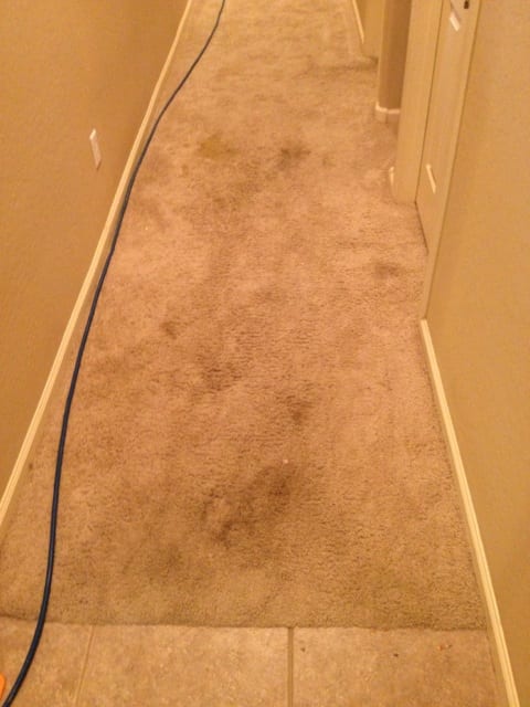 Professional Carpet Cleaning with Great Customer Service, Buckeye AZ