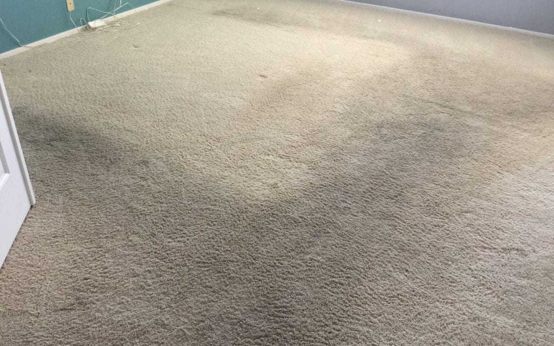 Carpet Cleaning Experts in Cave Creek, AZ