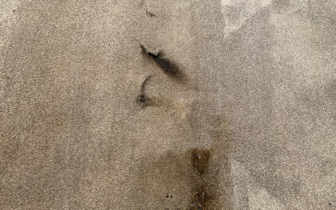 Burned Carpet Repair in Arizona: Seamless Restoration with Donor Carpet